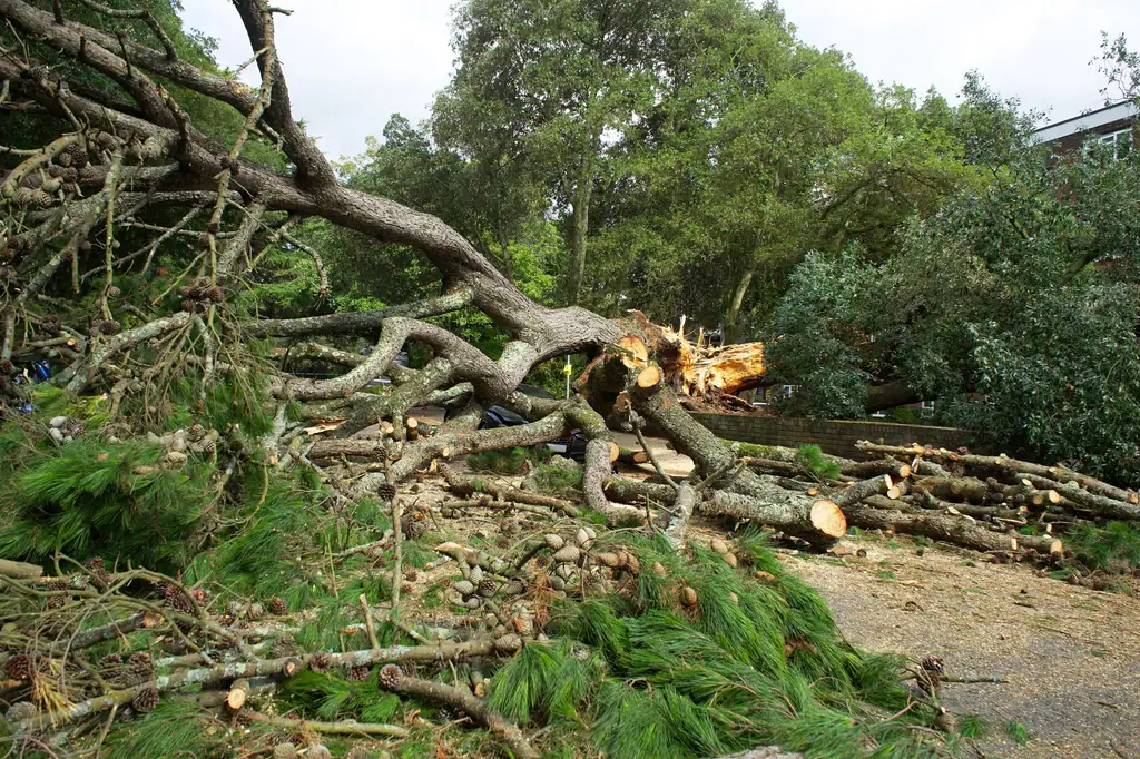 Pine limbs and a downed tree across a yard after a storm